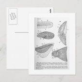 Evolutie van staartvinnen briefkaart (Voorkant / Achterkant)