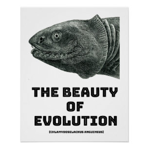 Evolutiegerichte haaienschoonheid perfect poster