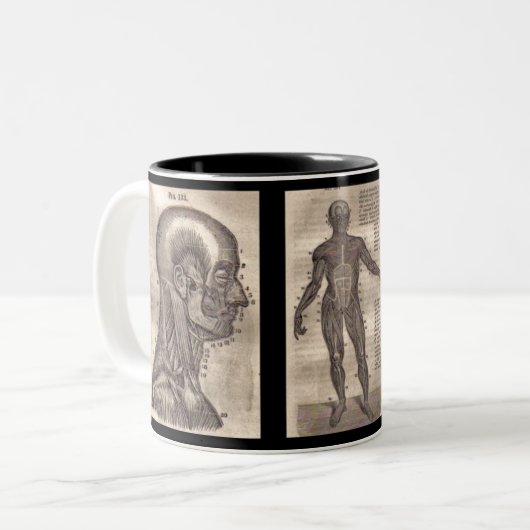 Evolution Anatomy Mug Pour le professionnel Médica (Devant gauche)