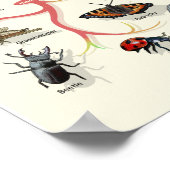 Evolution - Arbre de vie - Poster (Coin)