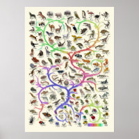 Evolution - Arbre de vie - Poster
