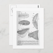 Évolution de la carte postale d'art de la nageoire (Devant / Derrière)