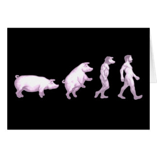 Évolution des porcs