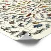 Evolution - Poster de l'Arbre de Vie (Coin)