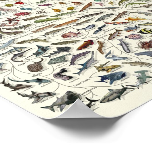 Evolution - Poster de l'Arbre de Vie (Coin)