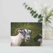 Ewe Briefkaart (Staand voorkant)