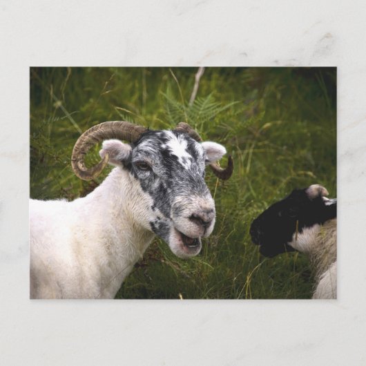 Ewe Briefkaart (Voorkant)