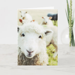 Ewe Cutie Sheep Lamb Land Animal Blank Notecard Kaart