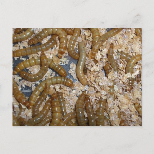 Ewww. Briefkaart van alwormen (Voorkant)