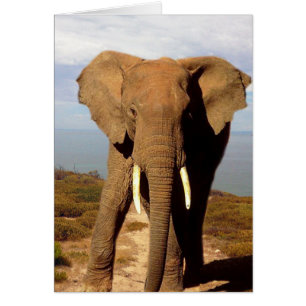 Excursion de la journée Elephant Beach,