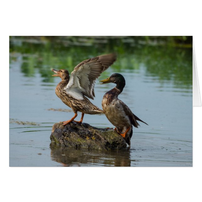 Excuseer mij (Voorkant Horizontaal)