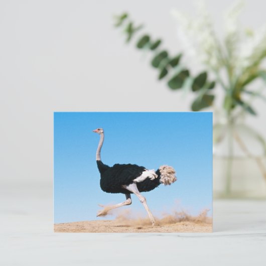 Exécuter la carte postale Ostrich Run (Debout devant)