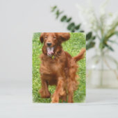 Exécution de carte postale Setter irlandais (Debout devant)