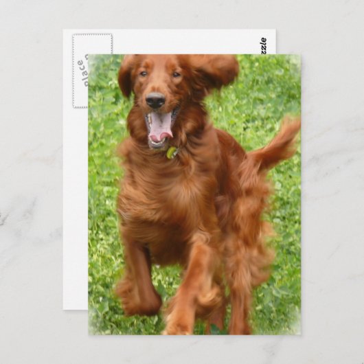 Exécution de carte postale Setter irlandais (Devant / Derrière)