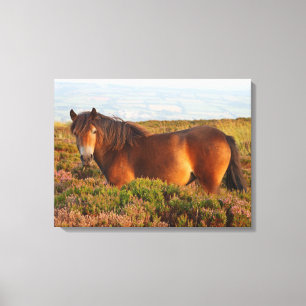 Exmoer pony, paard, Somerset, Engeland Canvas Afdruk
