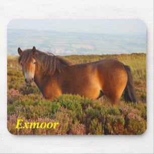 Exmoer pony, paard, Somerset, Engeland Muismat