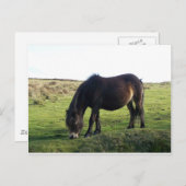 Exmoor Pony Briefkaart (Voorkant / Achterkant)