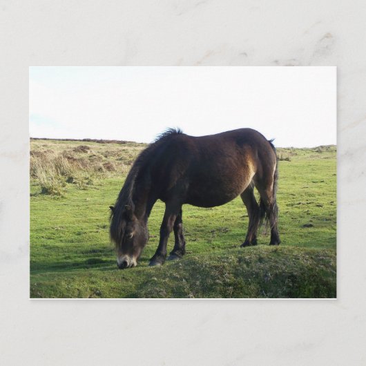 Exmoor Pony Briefkaart (Voorkant)