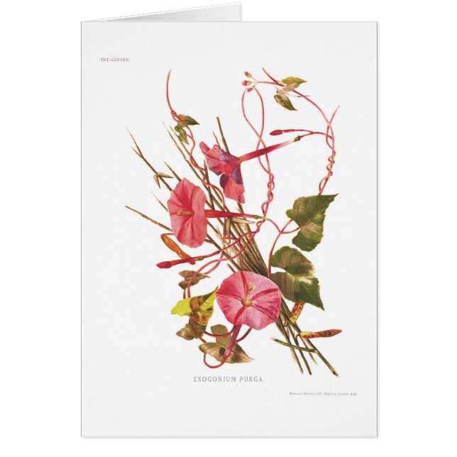 Exogoniumpurga (Ipomoea purga) (Voorkant)