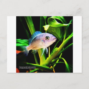 Exotic African Cichlid Fish Briefkaart