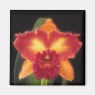 Exotic Beauty Magnet Magneet