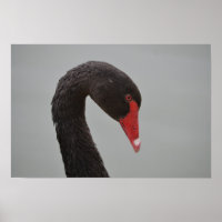 Exotic Black Swan