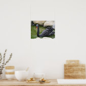 Exotic Black Swan Poster (Keuken)