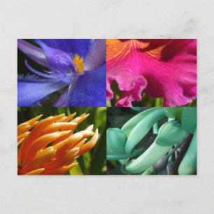 Exotic Blooms Postcard Briefkaart