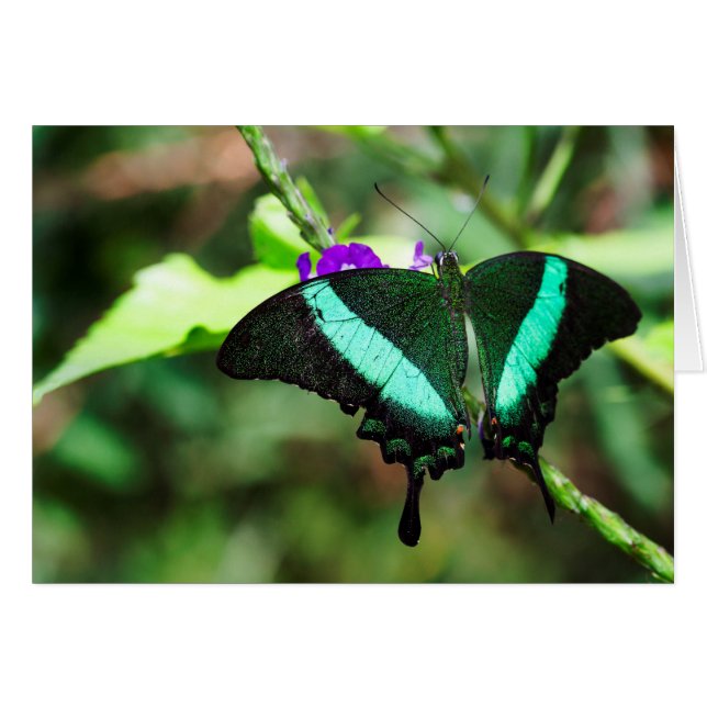 Exotic Emerald Swallowtail (Voorkant Horizontaal)