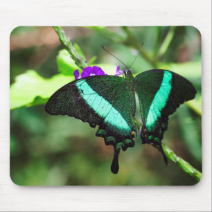 Exotic Emerald Swallowtail Muismat
