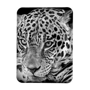 Exotic Jaguar Magneet