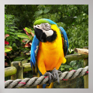 Exotic Macaw Parrot Poster