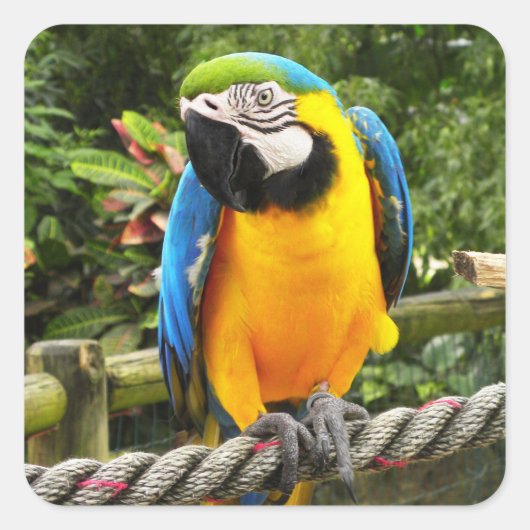Exotic Macaw Parrot Vierkante Sticker (Voorkant)