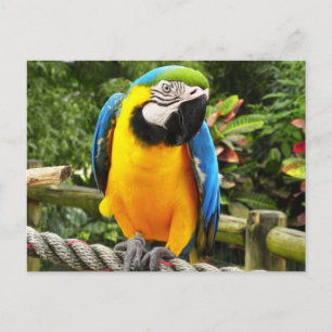 Exotic Parrot Briefkaart