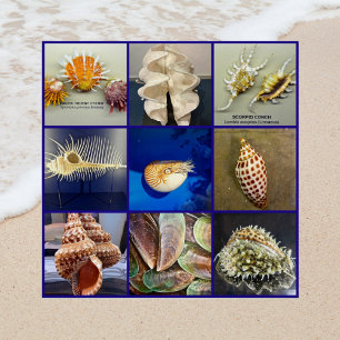 Exotic SeaShell Photography Sanibel Island Florida Perfect Poster