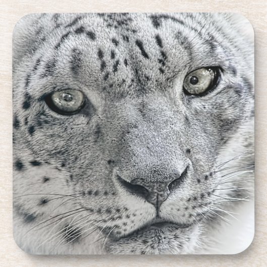 Exotic White Snow Leopard Drankjes Onderzetter (Voorkant)
