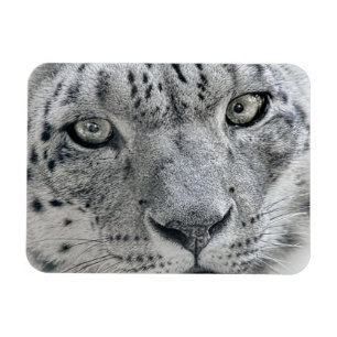 Exotic White Snow Leopard Magneet