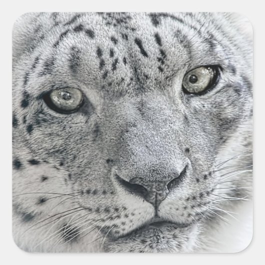 Exotic White Snow Leopard Vierkante Sticker (Voorkant)