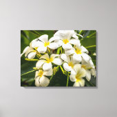 Exotisch eiland Plumeria verpakt Canvas Print (Voorkant)