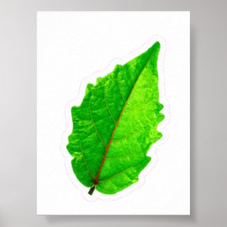 Exotisch Tropisch Groen Blad met Rode Aders Macro  Poster