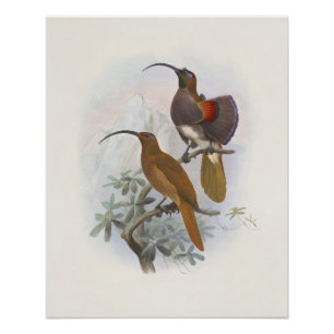 Exotische bergparadijsvogels Vintage Illustraties Perfect Poster