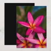 Exotische bloemachtergrond-plumeria kaart (Voorkant / Achterkant)