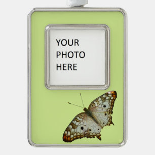 Exotische Butterfly uit Saint Lucia Verzilverd Kader Ornament