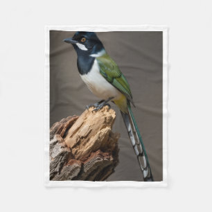 Exotische Groene Vlaamse Gaai Vogel Wildlife Fleec Fleece Deken