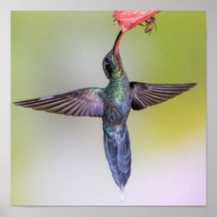 Exotische Hummingbird Voeding met Wings Open & Bee Poster