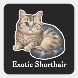 Exotische Korthaar Vierkante Sticker