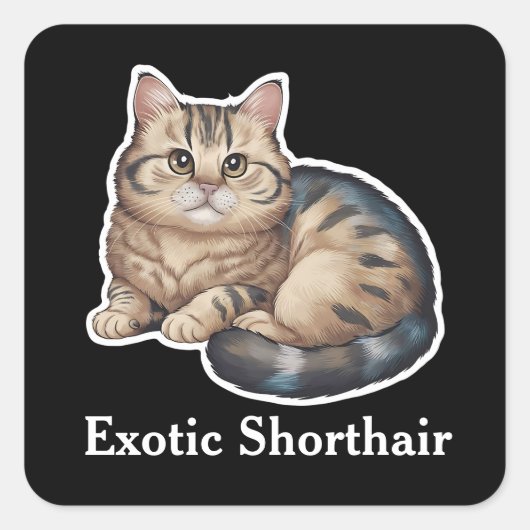 Exotische Korthaar Vierkante Sticker (Voorkant)