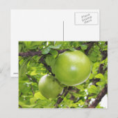 Exotische Maja-vruchten Briefkaart (Voorkant / Achterkant)