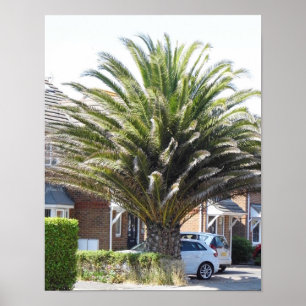 Exotische Palmen & planten in Selsey. Poster
