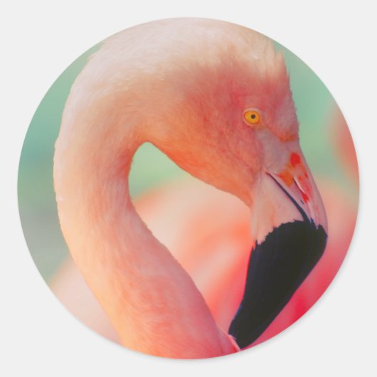Exotische roze flamingo vogel Stickers (Voorkant)